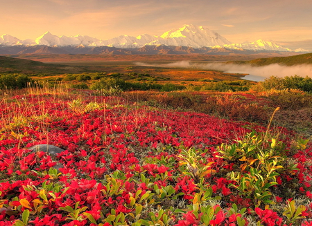 Spring landscape - landscape, red, flowers, lovely, spring