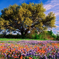 Field of flowers