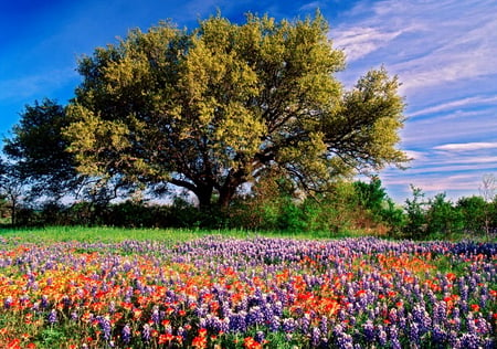 Field of flowers - summer, tree, flowers, field, majestic, plants