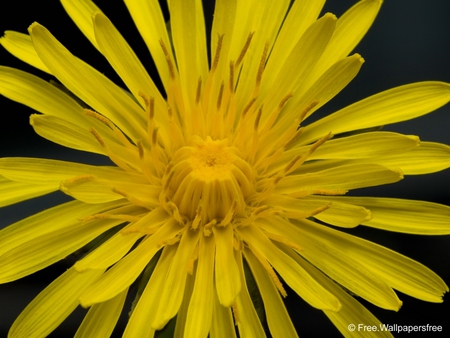 Yellow Flower - flower, yellow, nature, beauty