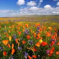 Field of flowers