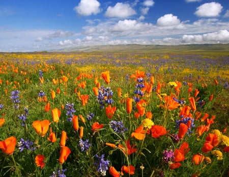 Field of flowers - flowers, lovely, multicolors, fields