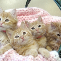 cute kitties for Carmen