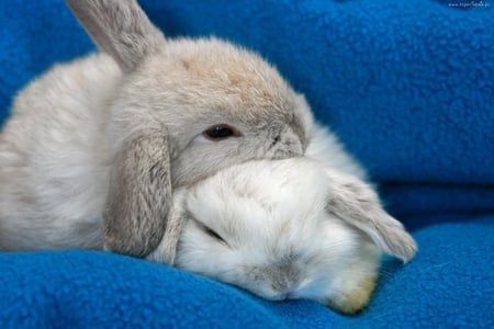 Rabbits - rabbits, animals, beautiful, other