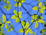 Green Leaves