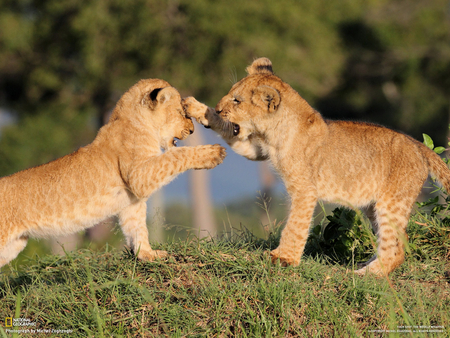 The Little Lions - little, lions, playing, two