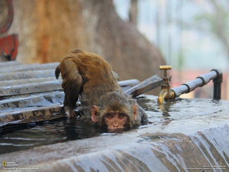 Thirsty Monkey - drink, water, monkey, thirsty