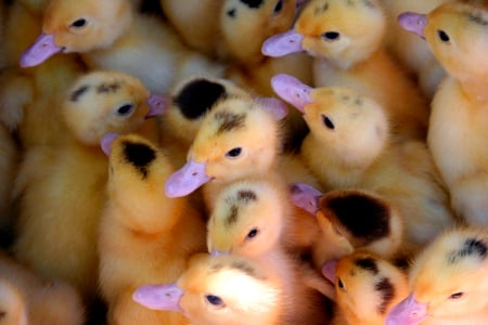 Pretty Ducklings - ducklings, purple beaks, cute, pretty