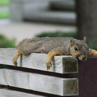 Relaxing Squirrel