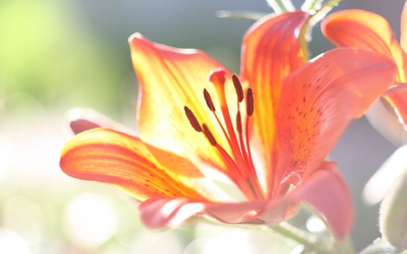 Macro Lily - macro, single flower, lily, beautiful