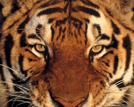 Bengal Tiger 3D - bengal, 3d, tiger, beast, wallpaper, animals