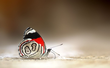 Super Butterfly - butterfly, red and black, super, tiny