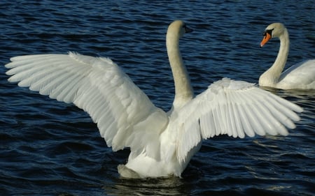 SUMMER LOVE - feathers, white swans, water, wings, steam, plumage, pond, birds