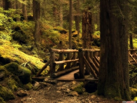 Wooden Bridge - forest, wooden, path, bridge, bushes, trees, nature