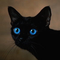 WITCHY\'S CAT