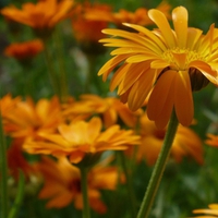 Lovely Orange flowers