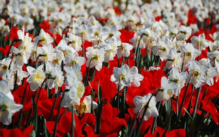 Beautiful Daffodils - white, fields, nature, red, beautiful, daffodils, flowers, spring