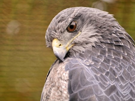 KING OF AIR EAGLE - face, cool, cute, animals, happy, eyes, nice, pet, 2011, sad, good