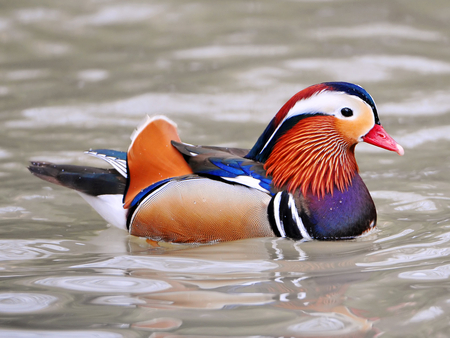 NICE DUCK - 2011, eyes, cool, happy, pet, sad, cute, face, nice, good, animals