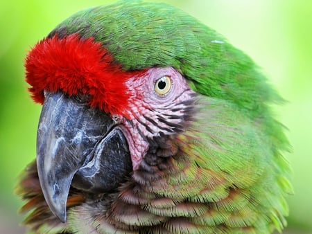 NICE PARROT - 2011, eyes, cool, happy, pet, sad, cute, face, nice, good, animals