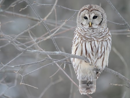 OWL - 2011, eyes, cool, happy, pet, sad, cute, face, nice, good, animals