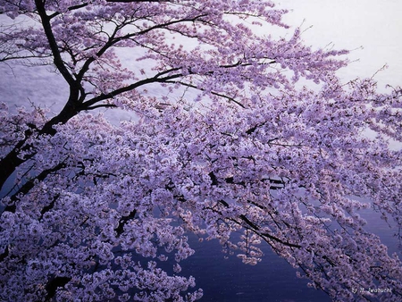 beautiful nature - nature, purple, pink, photography, tree, lavander, violet