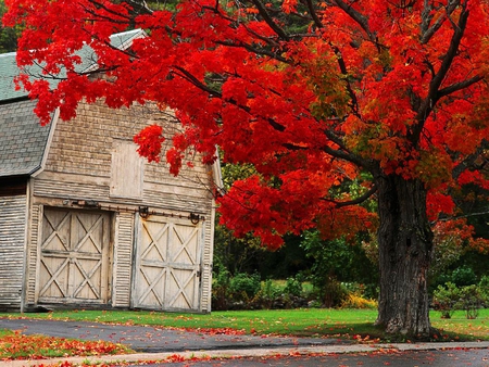 Red tree - tree, nature, park, autumn