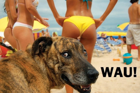 WAU ! - wau, beach, yellow, smart dog, wallpaper