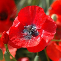 poppy