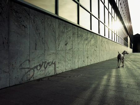 Sorry ! - fun, peeing, animal, humor, sorry, dog, wallpaper