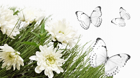 White Flowers White Butterflies - summer, simple, fall, flowers, white, butterflies, asters, butterfly, firefox persona, autumn