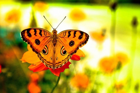 Wings_of_Butterfly - picture, butterfly, beautiful, wings, gloden