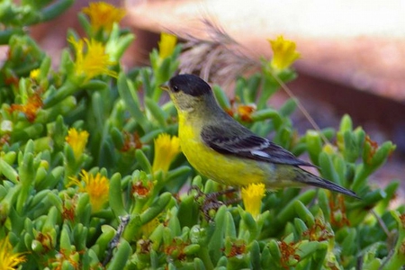 Lesser_Goldfinch - goldfinch, picture, beautiful, lesser