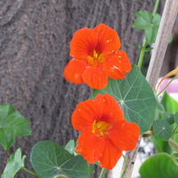 nasturtium