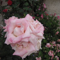 pink rose