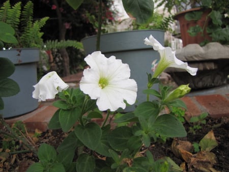 petunia - nature, white petunia, garden flower, flower