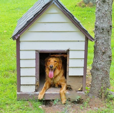 Jazzy in the dog house - dog, animal, retriever, jazzy boy