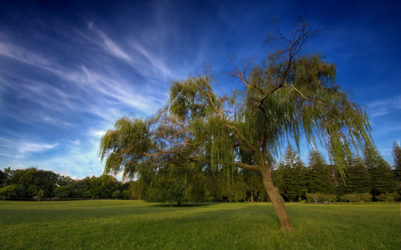 Waiting Willow - clouds, field, willow, tree, sky