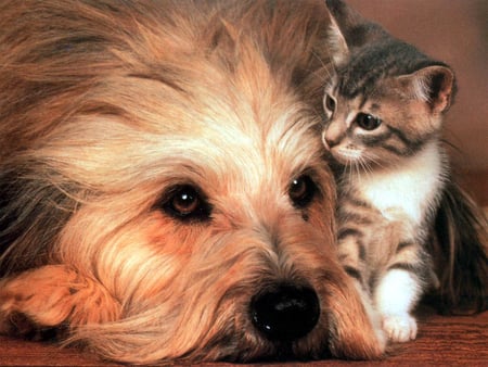 Not You and Me, but US ;) - soul, forever, beautiful, sunshine, dog, together, friendship, lovely, you, cat, wonderful, me, kitten, us, animals