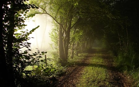 Road - nice, beauty, trees, photography, lovely, road, nature, cool, forest, pretty, walk, beautiful, fog, green, harmony