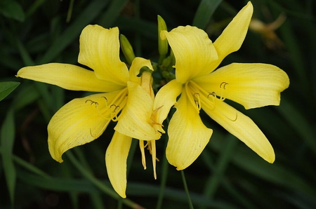 Double_Flowers - double, picture, yellow, beautiful, flowers