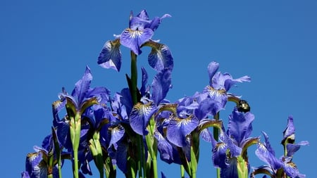 Blue flowers - summer, blue, sky, garden