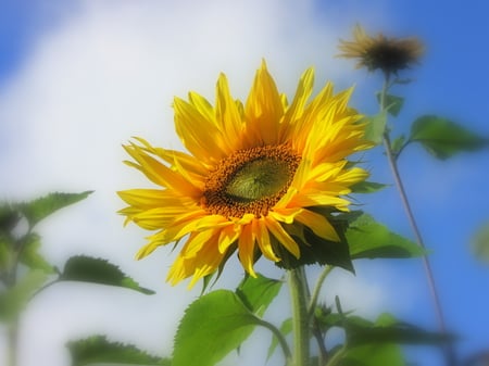 Sunflower - harvest, bluesky, yellow, summer