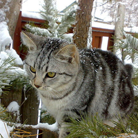 cat on a pine tree