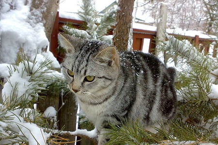 cat on a pine tree - tabby, cat on a pine tree, minerva mcgonagall, gray cat, bengal cat, frost, cat in winter, snow, pines