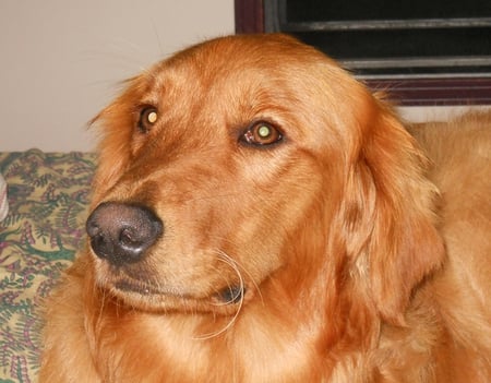 One Handsome Boy - dog, animal, retriever, jazzy boy