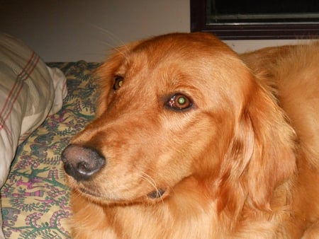 Proud of my dog - dog, animal, retriever, jazzy boy