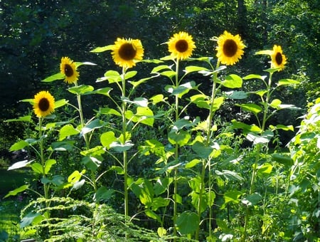 sunflowers alive - flowers, live, sunflower, nature