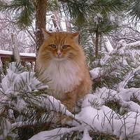 cat on a pine tree in winter