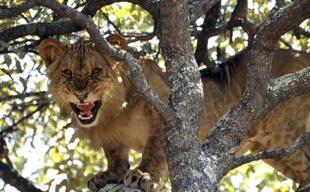 ANGRY - nice, lion, powerful, pet, king, angry, cool, forest, life, jungle, wild, 2011, beautiful, tiger